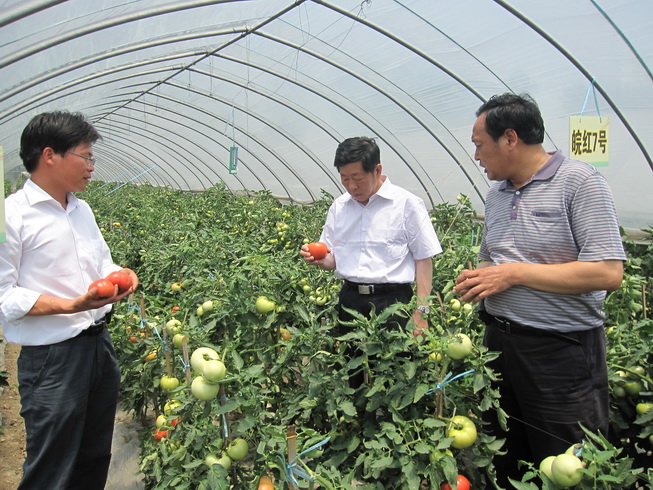 合肥市农科院蔬菜实验基地